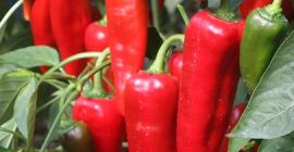 Venta de pimiento kapya de alta calidad, Venta de