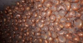 Cebollas secas a la venta.