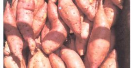 Ofrezco batatas egipcias. La más alta calidad. Todos los