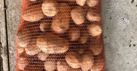 Producimos y comercializamos patatas blancas Alora, Soraya y Lucera.