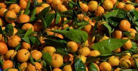 Mandarinas [Oronules, Primasol, Clemenules] grado 1, calibrado 2/3/4 Muy