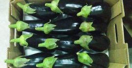 Berenjena muy sabrosa, perfectamente coloreada. Embalaje y calibración a