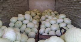 Venderé repollo blanco, variedad Agressor. Para más información, llame