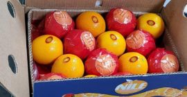 Naranjas Navel frescas a la venta desde egipto Tenemos