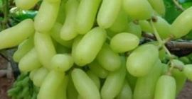 Somos un exportador líder de frutas y verduras frescas