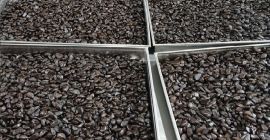 Producción de ajo negro fermentado, línea propia, refinado +