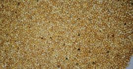 Vendemos: Mijo amarillo Cultivo 2020 Origen ucraniano Cantidad -