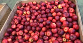Manzanas de Polonia variedades Jonagored, Jonagold, Prince, Decosta, Gala,