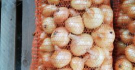 Vendo cebollas amarillas rumanas. Calidad impecable.