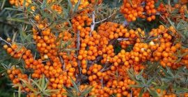 Venta de bayas de espino cerval de mar congeladas