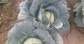 Repollo fresco de Uzbekistán. Repollo fresco de Uzbekistán. WhatsApp +998933814146.