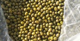 Se venden frijoles mungo de Uzbekistán. WhatsApp +998933814146
