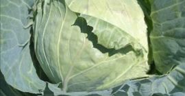 Variedad de repollo pructor Variedad de repollo pructor tierno y muy agradable