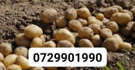 Vendo patatas de consumo de la producción de 2020