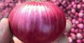 Trabajamos con cebollas frescas y saludables y otras verduras.