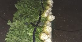 Apio con hojas y una choza. Una cabaña empaquetada