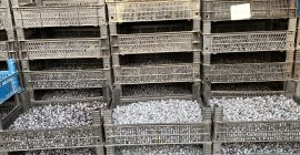 Granja de arándanos de Turquía. Vendemos arándanos y plántulas