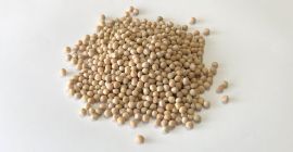 Guisantes de la producción de 2020, tipo - Gambito