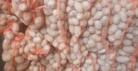 Variedad estrella de patata