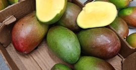 Hola, tengo aguacate y mango a la venta, más