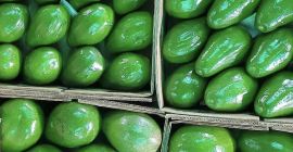 Aguacate Semil 34 de República Dominicana - Precio FOB