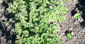 Orégano 100% biológico de alta calidad de Marruecos, cultivado