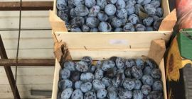 Ciruelas Variedad Stanley Se alpha en Bucarest Procedencia: República
