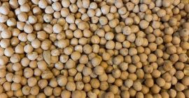 Humedad: 14% máx., Materiales extraños: 2%, fracturas / roturas: