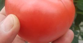 ¡Estimado cliente! Ofrecemos tomates deliciosos y de alta calidad.