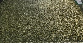 Venta de pepitas de calabaza, origen China, pago LC