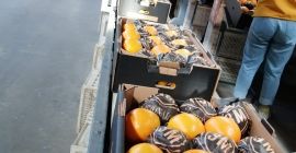 Naranjas: tipo Navel País de origen: Egipto Categoría: 1