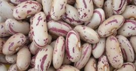 Frijoles mungo verde de cosecha fresca, frijoles rojos para