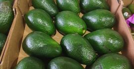 Vendo aguacate ARAD, calibre 14. Precio por caja: 30
