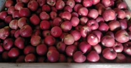 Venderé en cualquier embalaje, transporte posible.