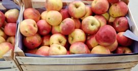 Manzanas, tipo diferente. Primera calidad. Solicite detalles usando whpp