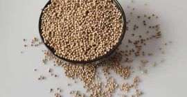 El cilantro es una hierba curativa ayurvédica; también se