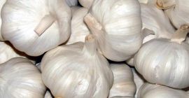 Sus parientes cercanos incluyen la cebolla, la chalota, el