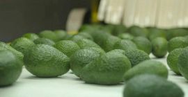 Somos proveedores de Aguacate Hass del Perú