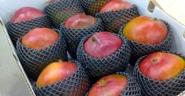 Somos proveedores de Mango kent de la mejor calidad