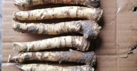 Ofrezco raíz de rábano picante fresca, refrigerada, congelada, lavada