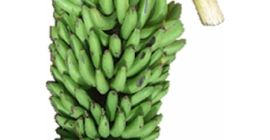 Matooke en varios tamaños y plátano en todos los