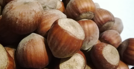 Venderé avellanas catalanas de una plantación joven. Las nueces