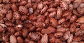 Producción 2020 en el ecosistema. 40 euros / kg