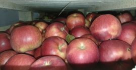 Idaret najidaret gloster la cantidad de autos enteros que