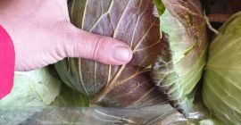 COL FRESCA DIRECTAMENTE DEL FABRICANTE, EL CORTE SE REALIZA