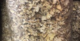 Venderé hongos ostra secos en bolsas de unos 20-21