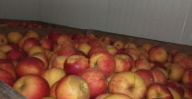 Vendo un jonagoret de manzana del almacén. Almacenado en