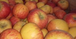 Venderé un topacio de manzana de la tienda. Guardado