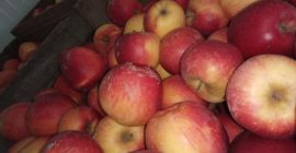 Vendo florina de manzana del almacén. Guardado en cofres;