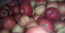 Venderé aproximadamente 10 toneladas de Idareta almacenadas en una